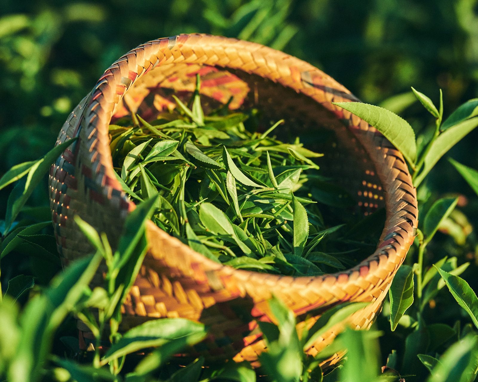 Fresh tea leaves in a woven basket